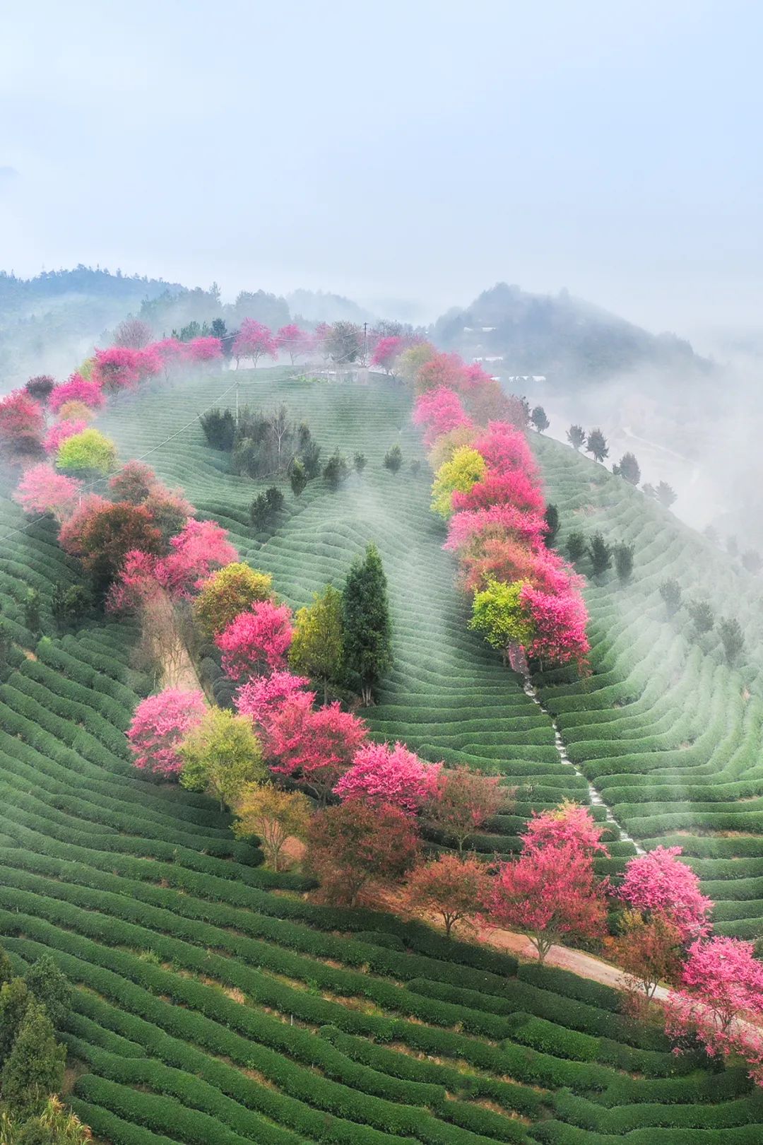 Image related to China's Cherry Blossom Map: Where to Find the Most Stunning Sakura?