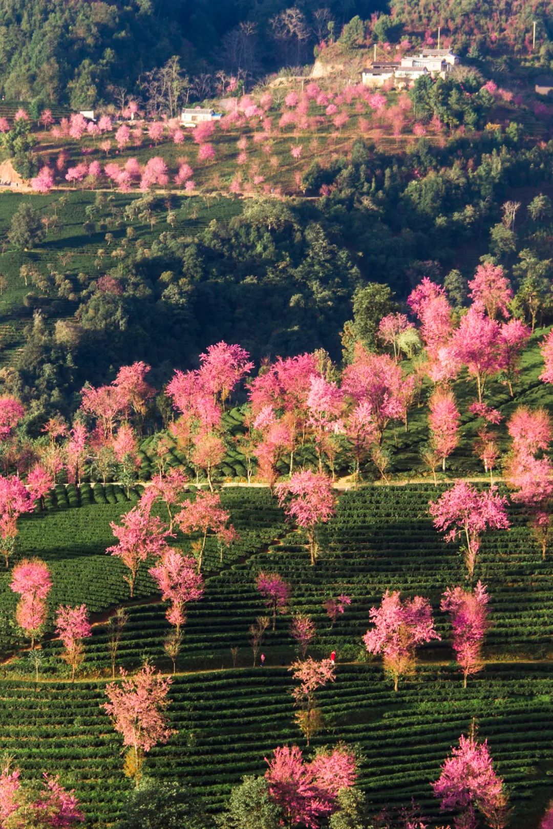 Image related to China's Cherry Blossom Map: Where to Find the Most Stunning Sakura?