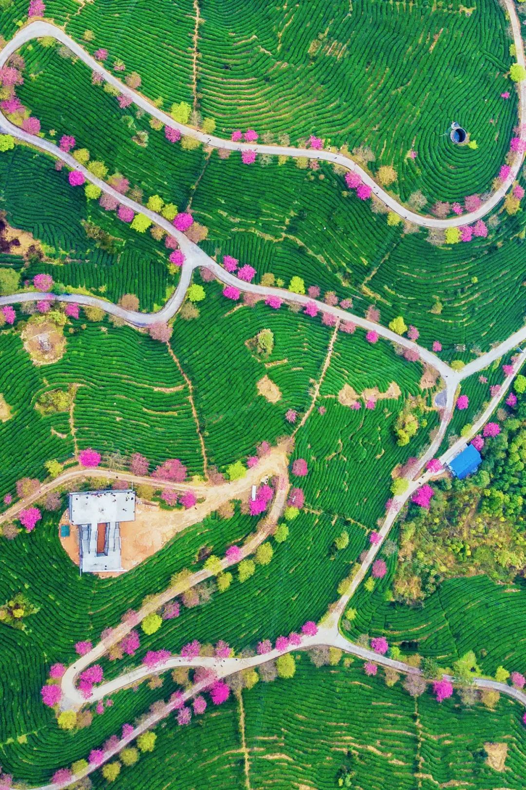 Image related to China's Cherry Blossom Map: Where to Find the Most Stunning Sakura?