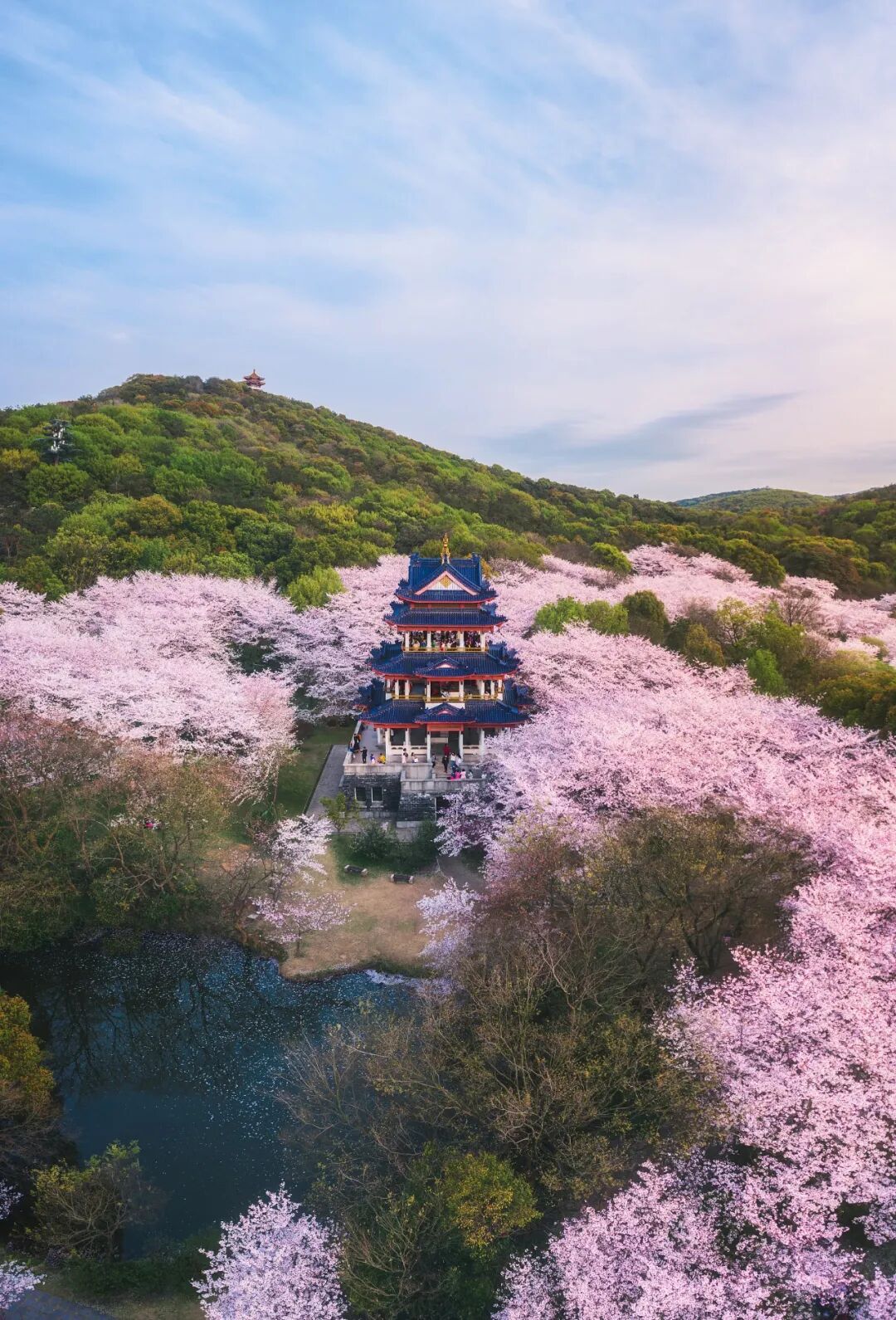 Image related to China's Cherry Blossom Map: Where to Find the Most Stunning Sakura?