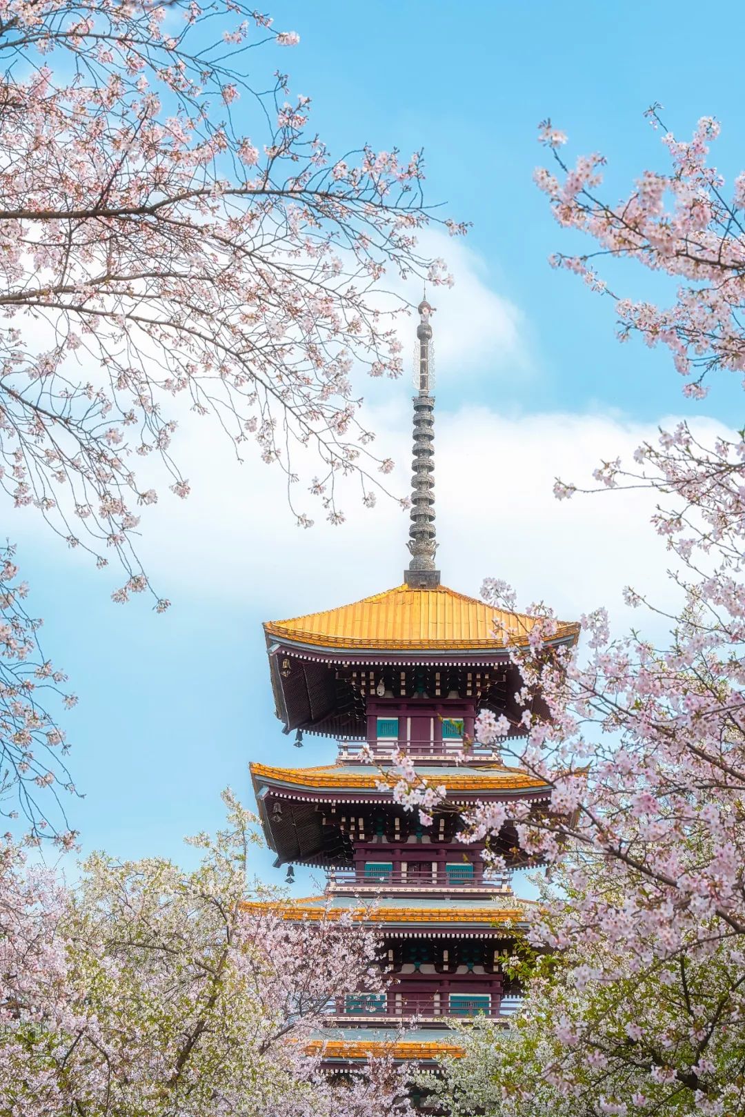 Image related to China's Cherry Blossom Map: Where to Find the Most Stunning Sakura?