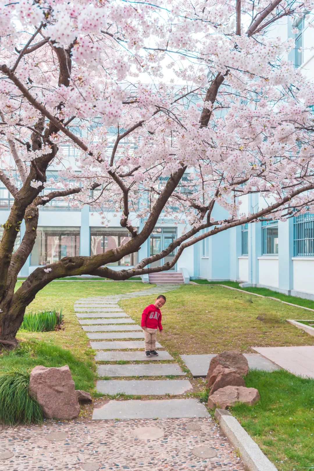 Image related to China's Cherry Blossom Map: Where to Find the Most Stunning Sakura?