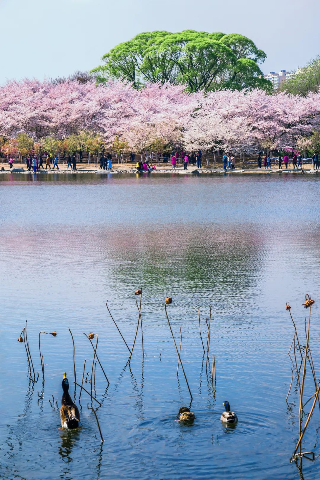 Image related to China's Cherry Blossom Map: Where to Find the Most Stunning Sakura?