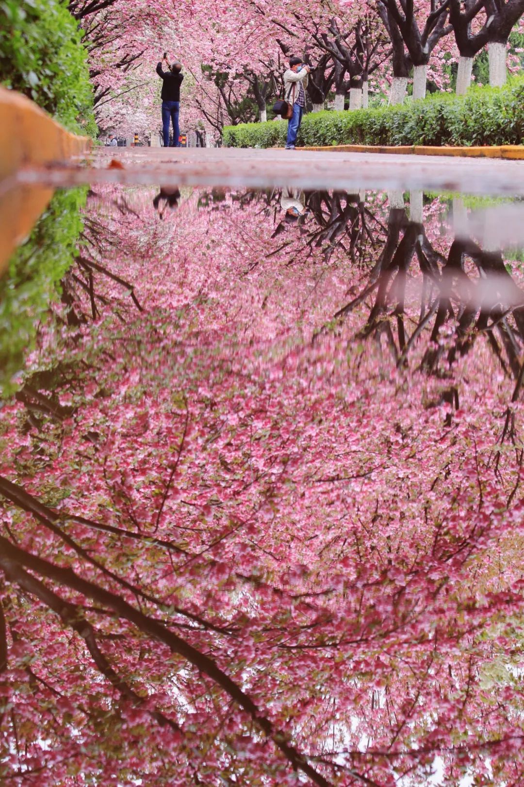 Image related to China's Cherry Blossom Map: Where to Find the Most Stunning Sakura?