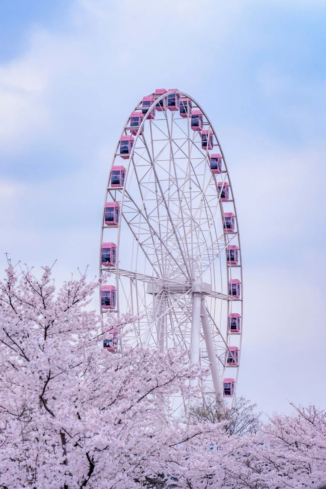 Image related to China's Cherry Blossom Map: Where to Find the Most Stunning Sakura?