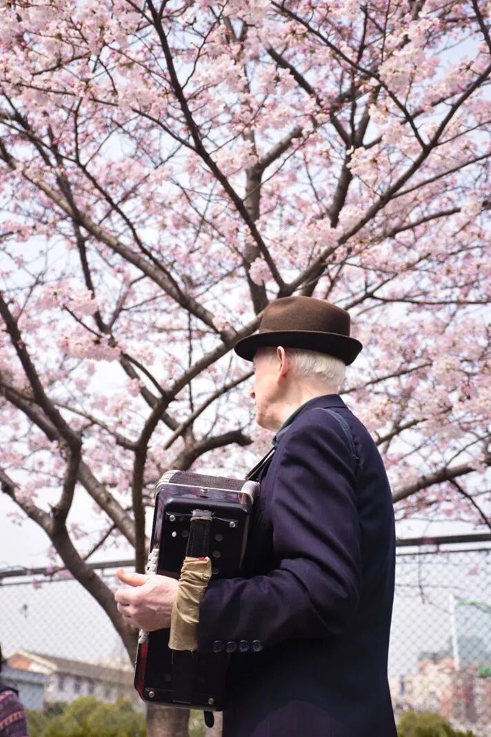 Image related to China's Cherry Blossom Map: Where to Find the Most Stunning Sakura?