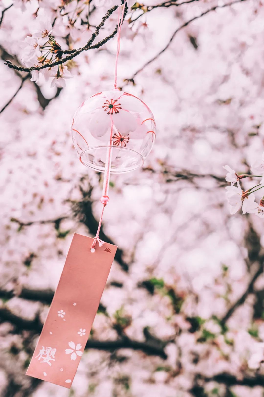 Image related to China's Cherry Blossom Map: Where to Find the Most Stunning Sakura?