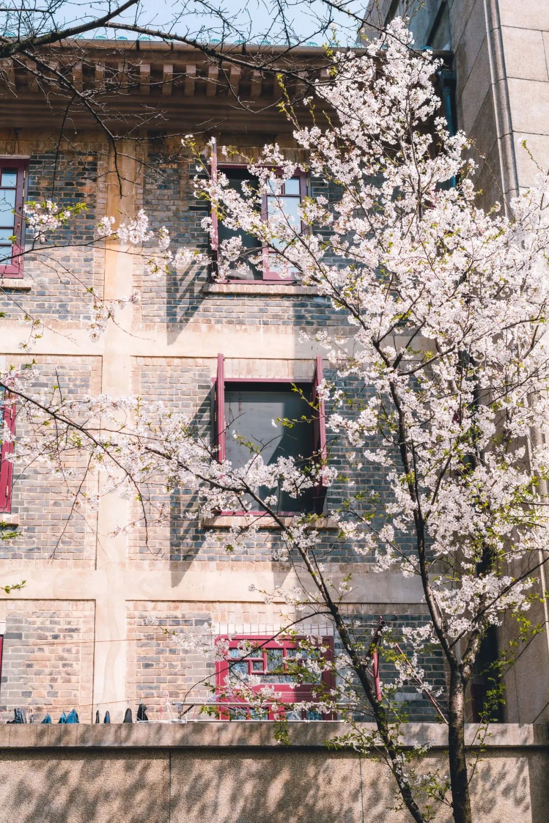 Image related to China's Cherry Blossom Map: Where to Find the Most Stunning Sakura?