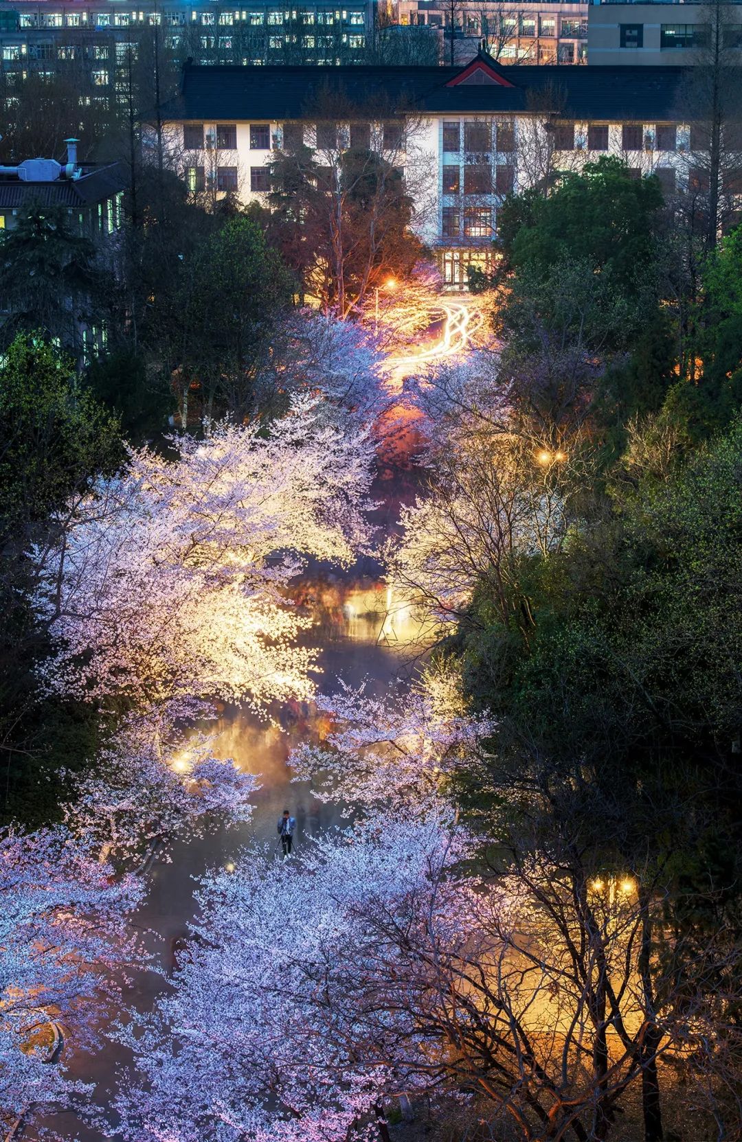 Image related to China's Cherry Blossom Map: Where to Find the Most Stunning Sakura?