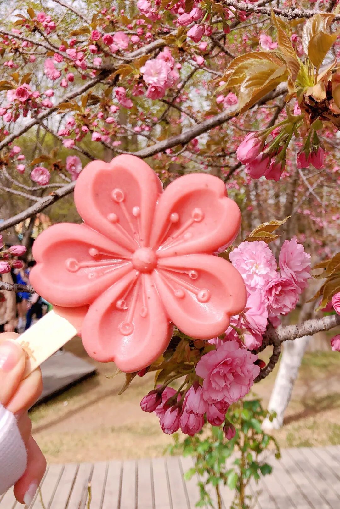 Image related to China's Cherry Blossom Map: Where to Find the Most Stunning Sakura?