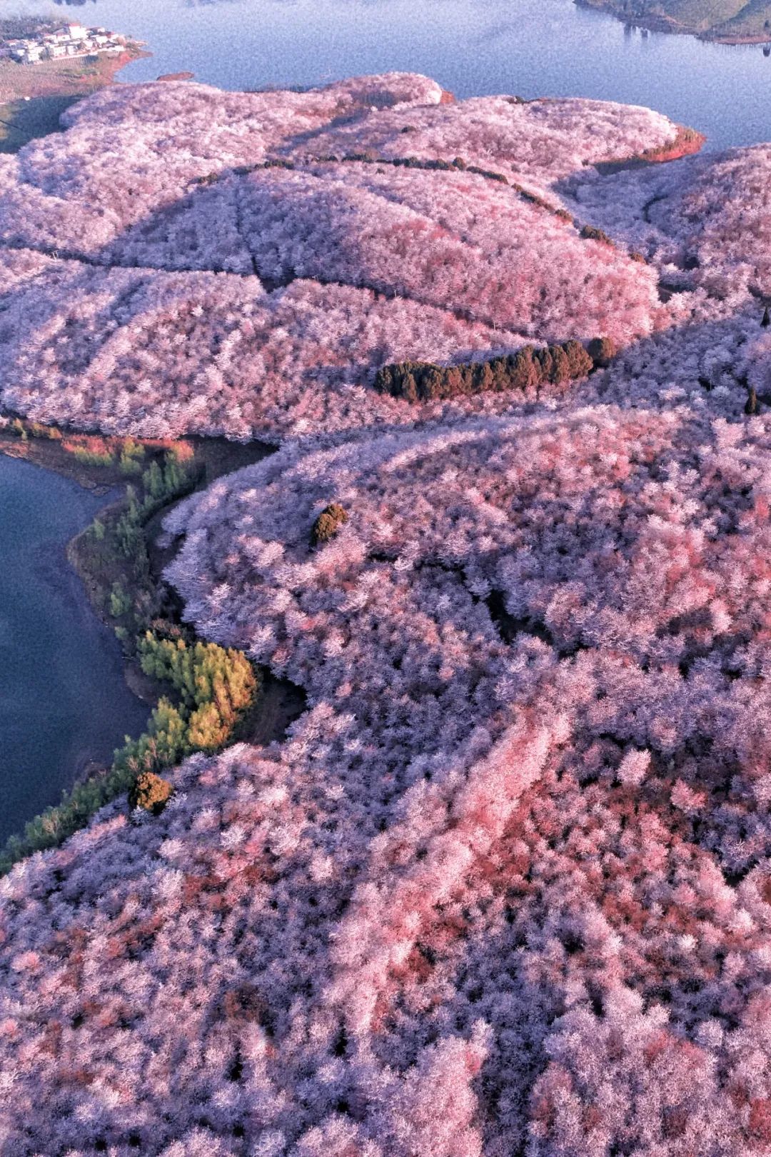 Image related to China's Cherry Blossom Map: Where to Find the Most Stunning Sakura?