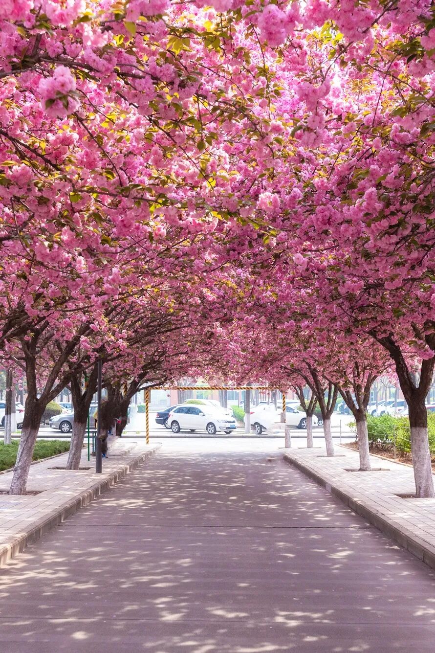 Image related to China's Cherry Blossom Map: Where to Find the Most Stunning Sakura?