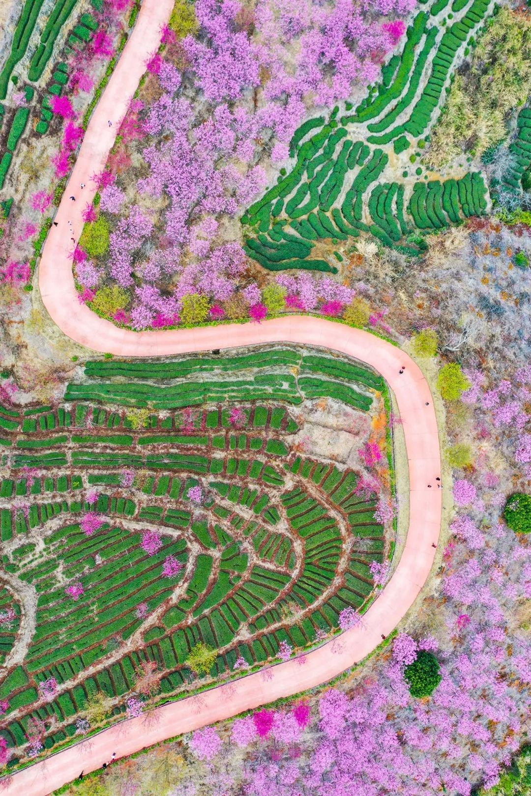 Image related to China's Cherry Blossom Map: Where to Find the Most Stunning Sakura?