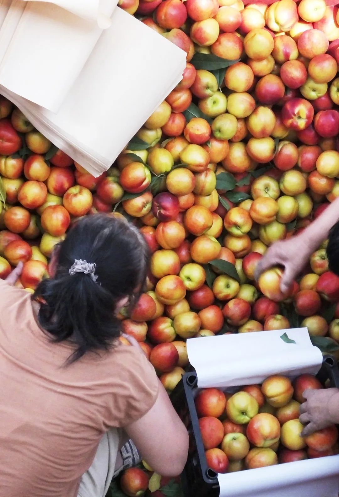 Image related to How Delicious Are Northern Peaches? Southerners Would Never Guess!