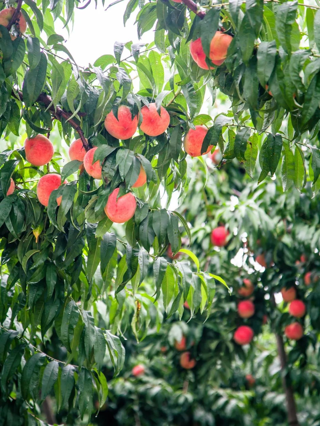 Image related to How Delicious Are Northern Peaches? Southerners Would Never Guess!