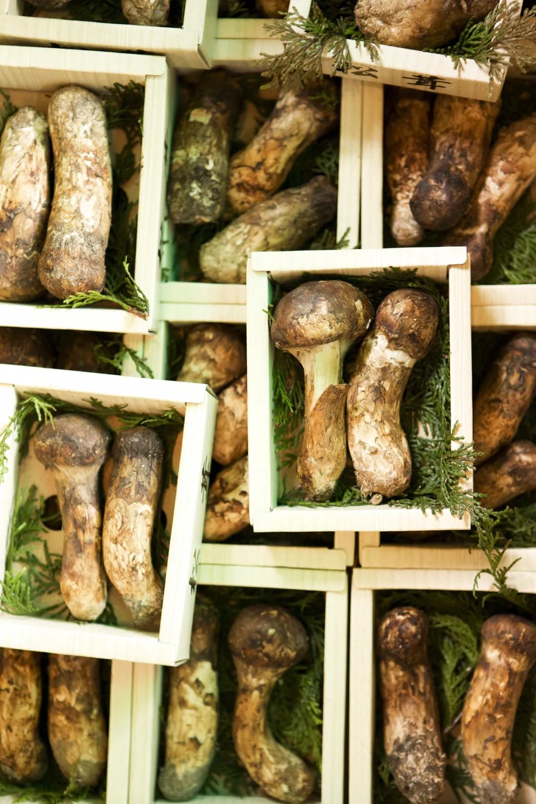 Image related to Why Does Shangri-La Grow the Best Matsutake Mushrooms?