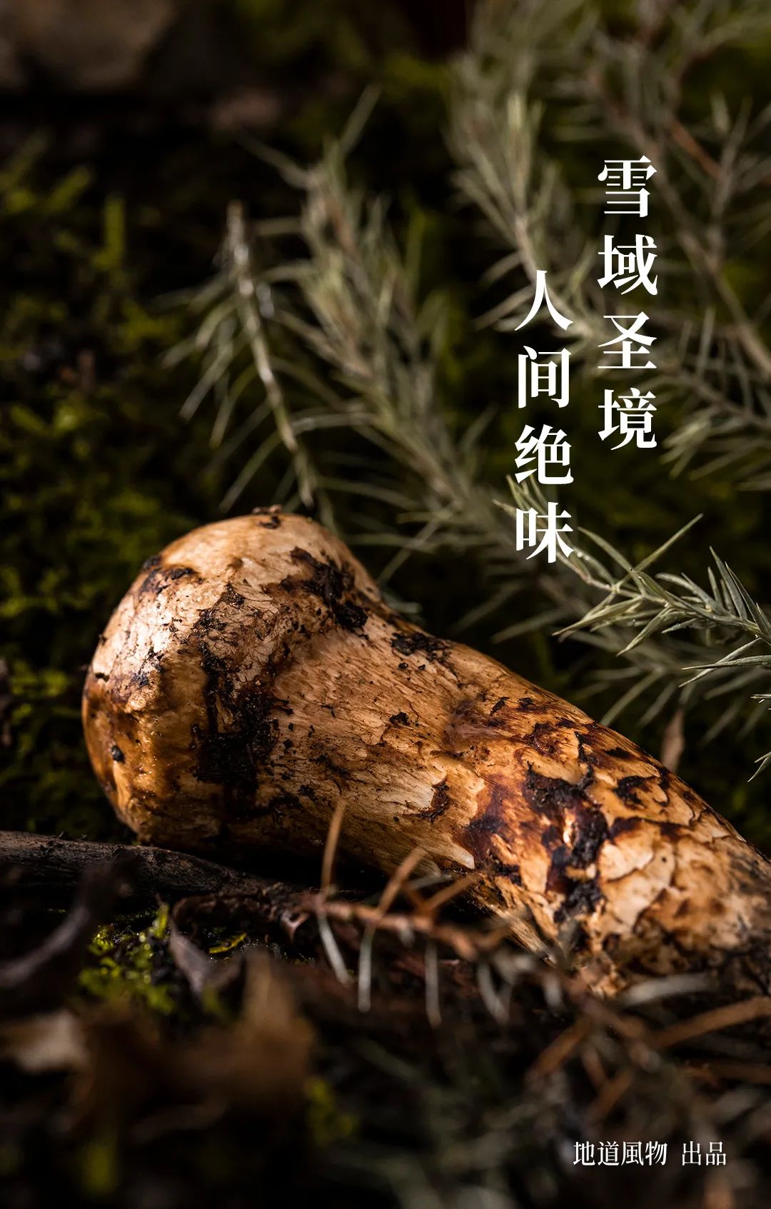 Image related to Why Does Shangri-La Grow the Best Matsutake Mushrooms?