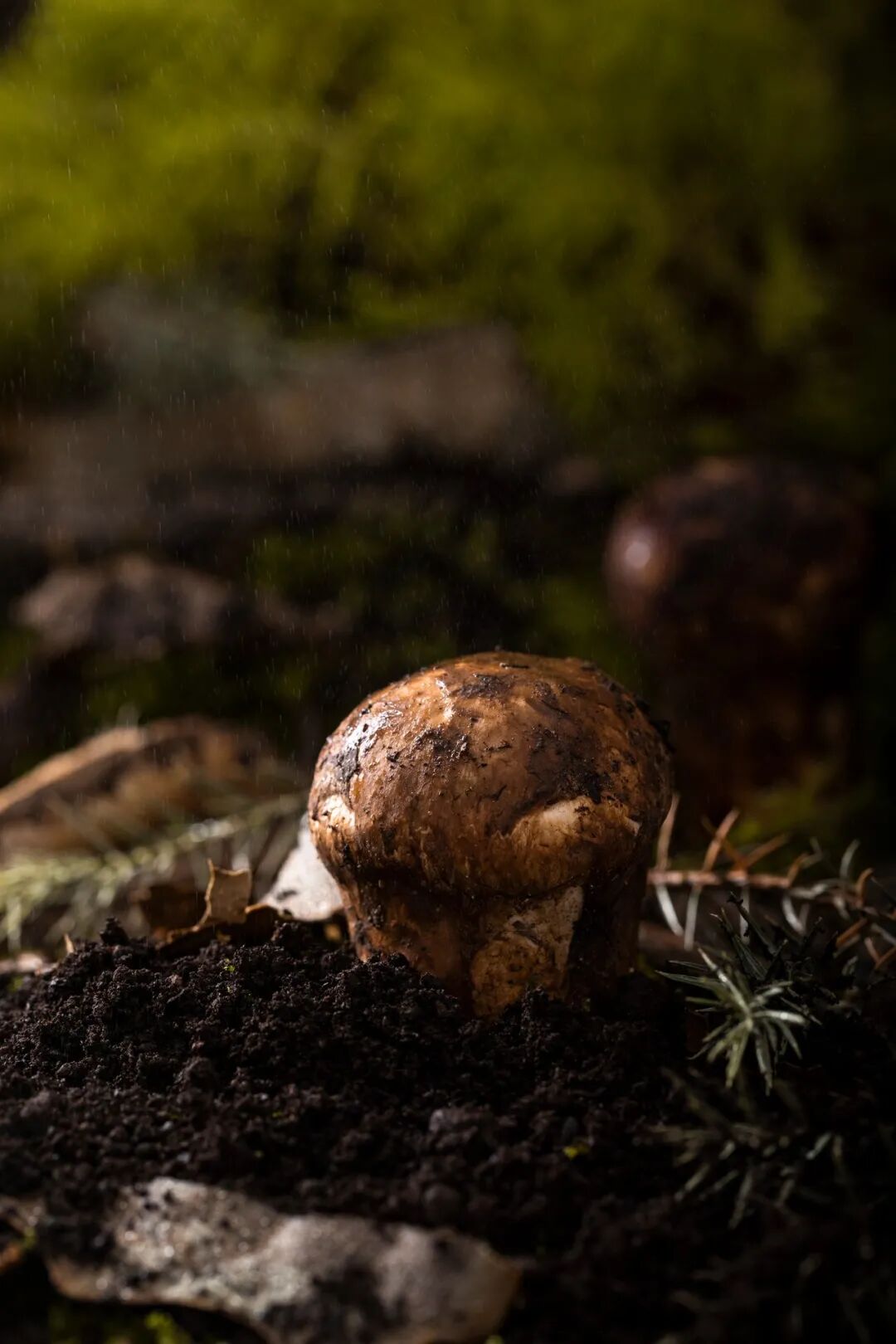 Image related to Why Does Shangri-La Grow the Best Matsutake Mushrooms?