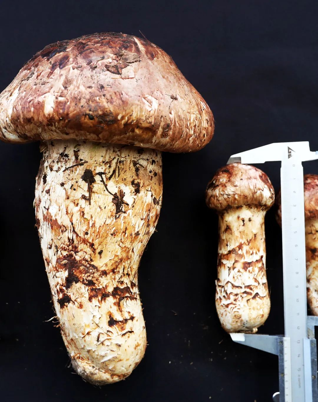 Image related to Why Does Shangri-La Grow the Best Matsutake Mushrooms?