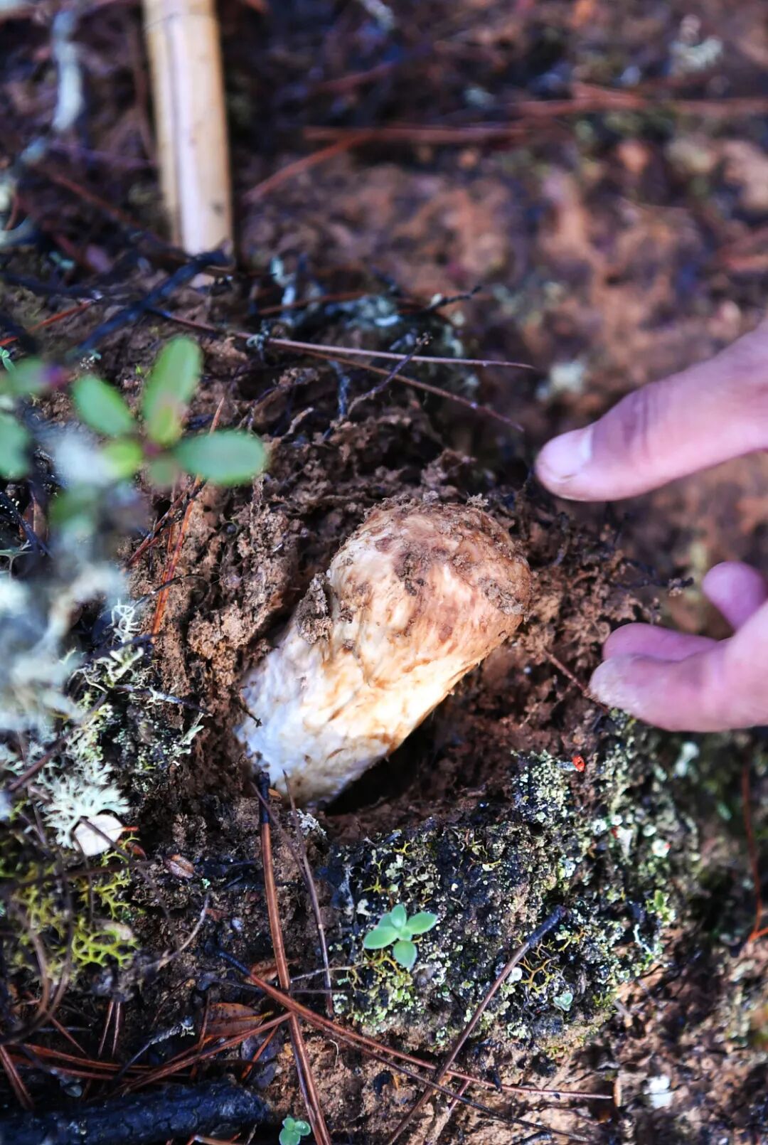 Image related to Why Does Shangri-La Grow the Best Matsutake Mushrooms?
