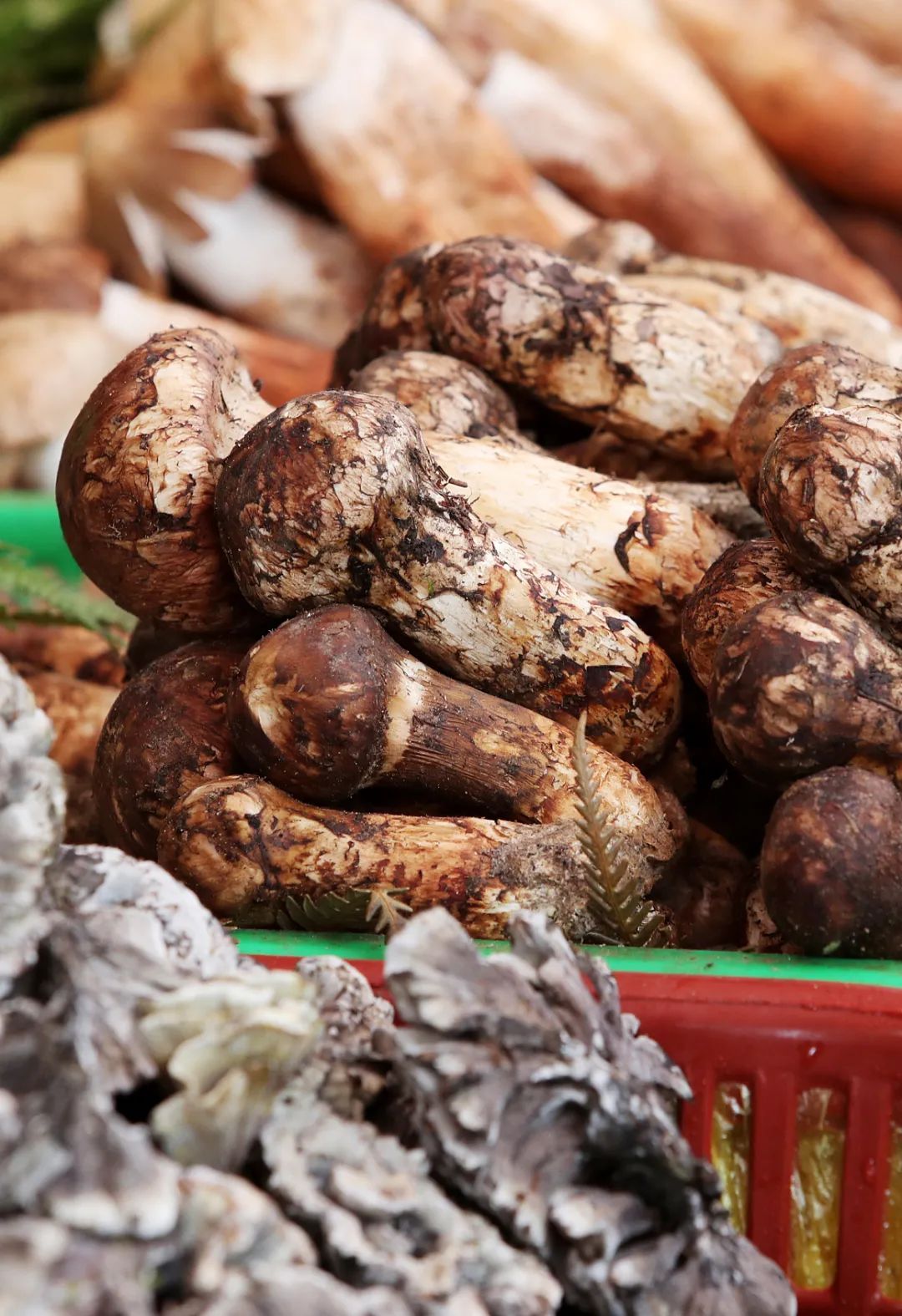 Image related to Why Does Shangri-La Grow the Best Matsutake Mushrooms?