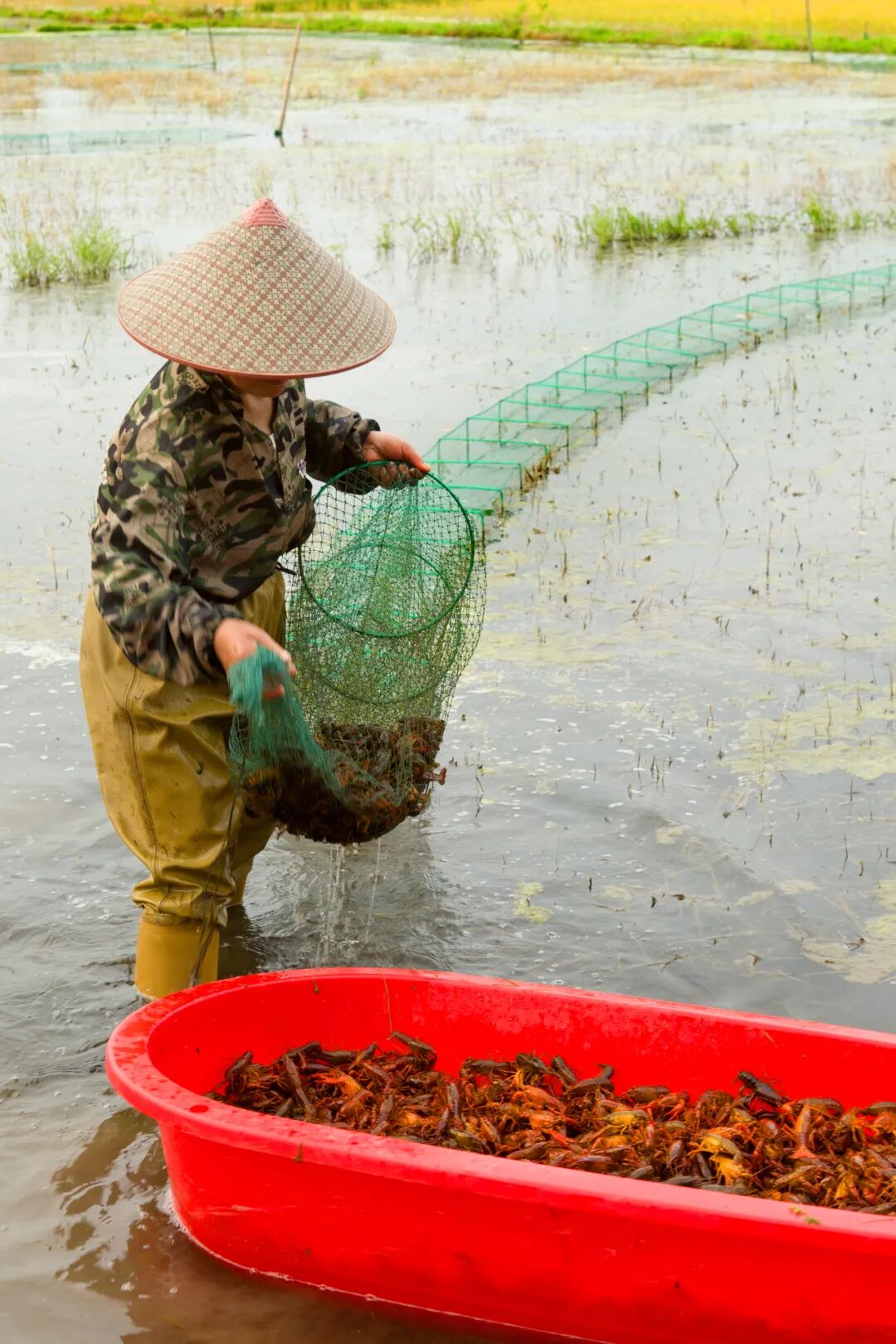 Image related to China's Top Freshwater Delicacy: A Landlocked City Outshines the Ocean in Freshness