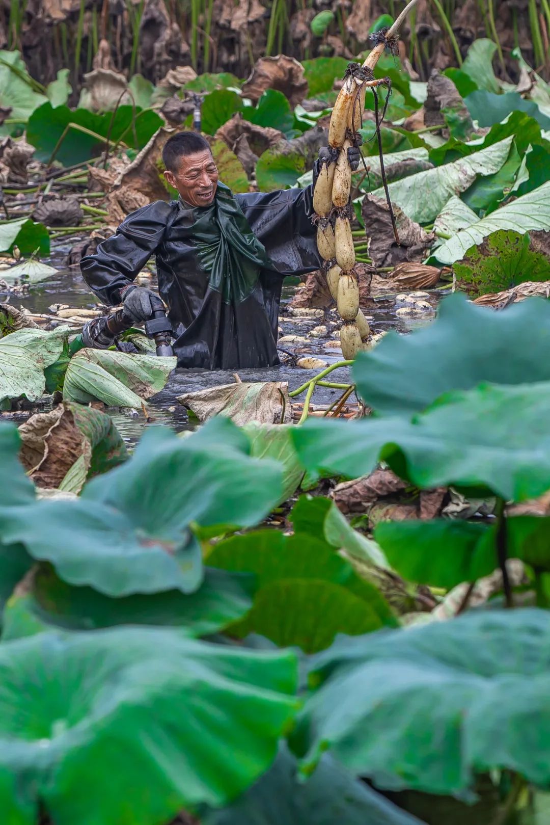 Image related to China's Top Freshwater Delicacy: A Landlocked City Outshines the Ocean in Freshness