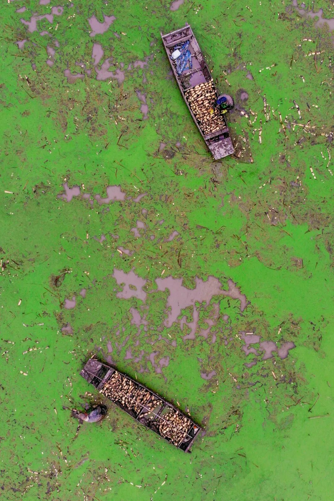 Image related to China's Top Freshwater Delicacy: A Landlocked City Outshines the Ocean in Freshness