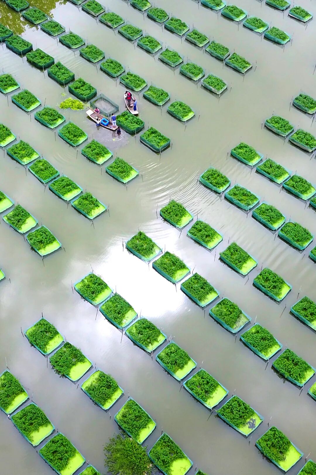 Image related to China's Top Freshwater Delicacy: A Landlocked City Outshines the Ocean in Freshness