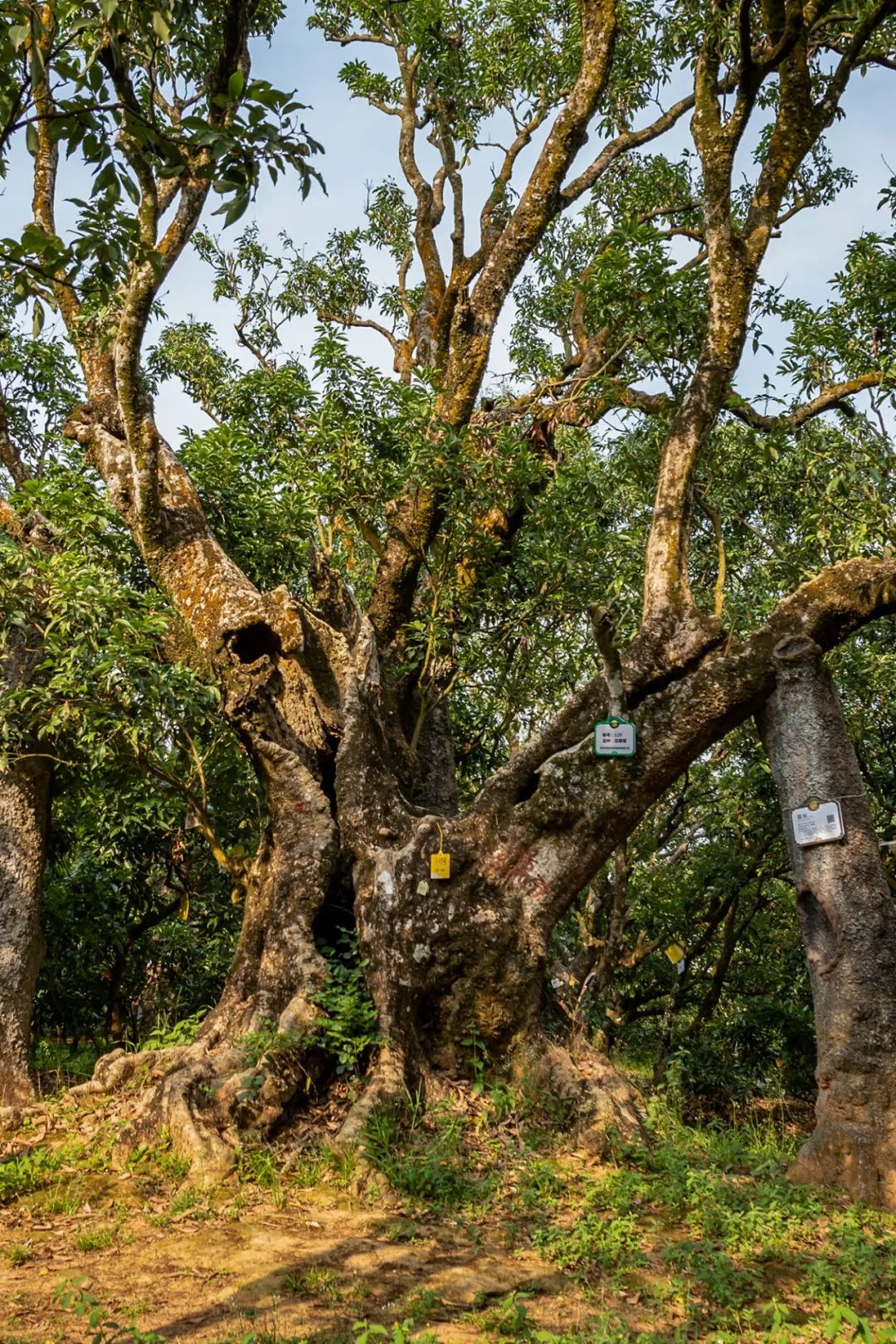Image related to How China's Lychee Capital Sweetens Half the Nation