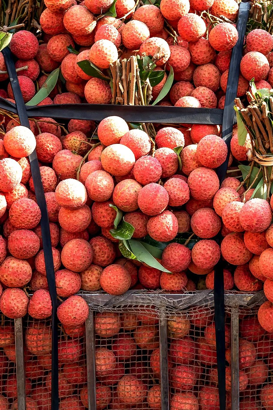 Image related to The Hierarchy of Lychee Consumption in China: Why Does This Province Reign Supreme?