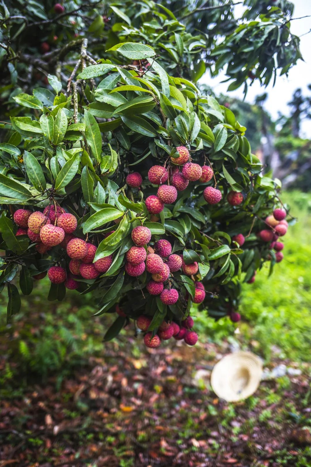Image related to The Hierarchy of Lychee Consumption in China: Why Does This Province Reign Supreme?