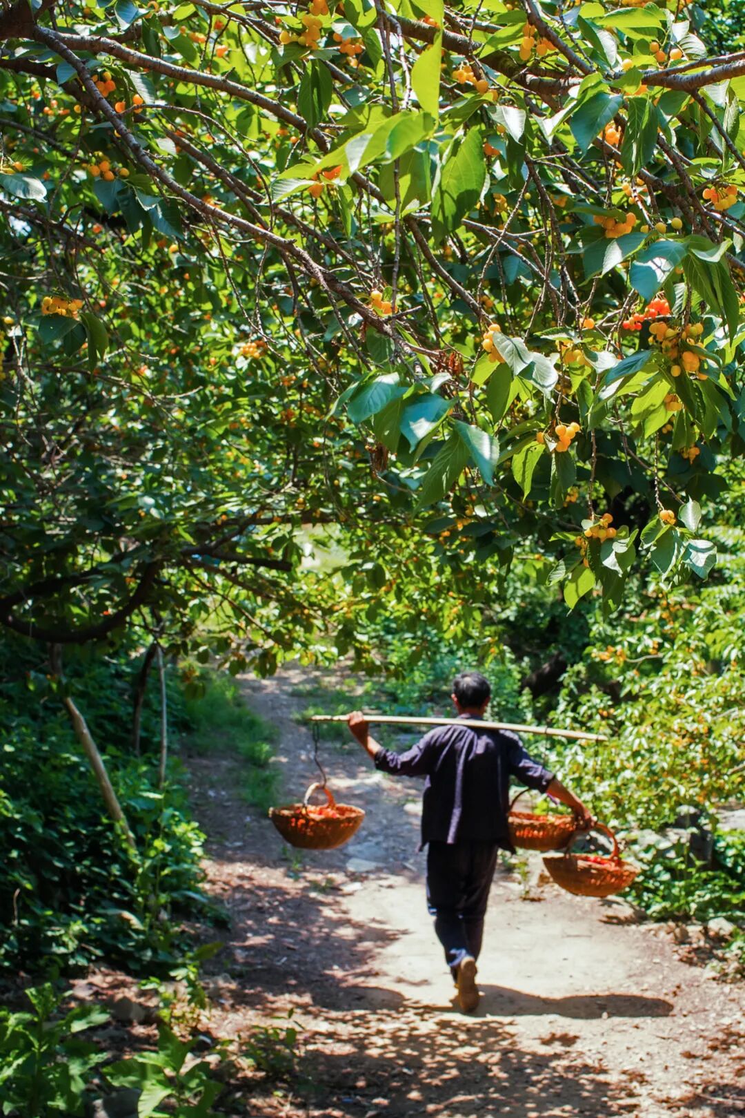 Image related to China's Hottest Fruit Unites the Nation's Summers