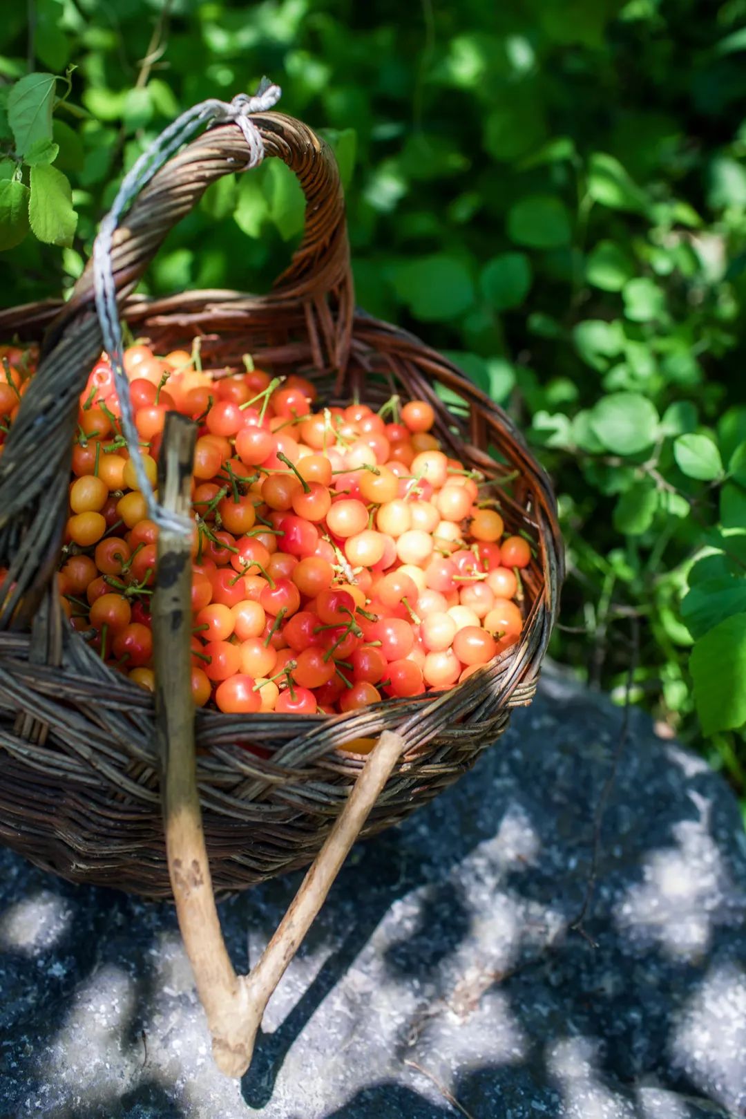 Image related to China's Hottest Fruit Unites the Nation's Summers