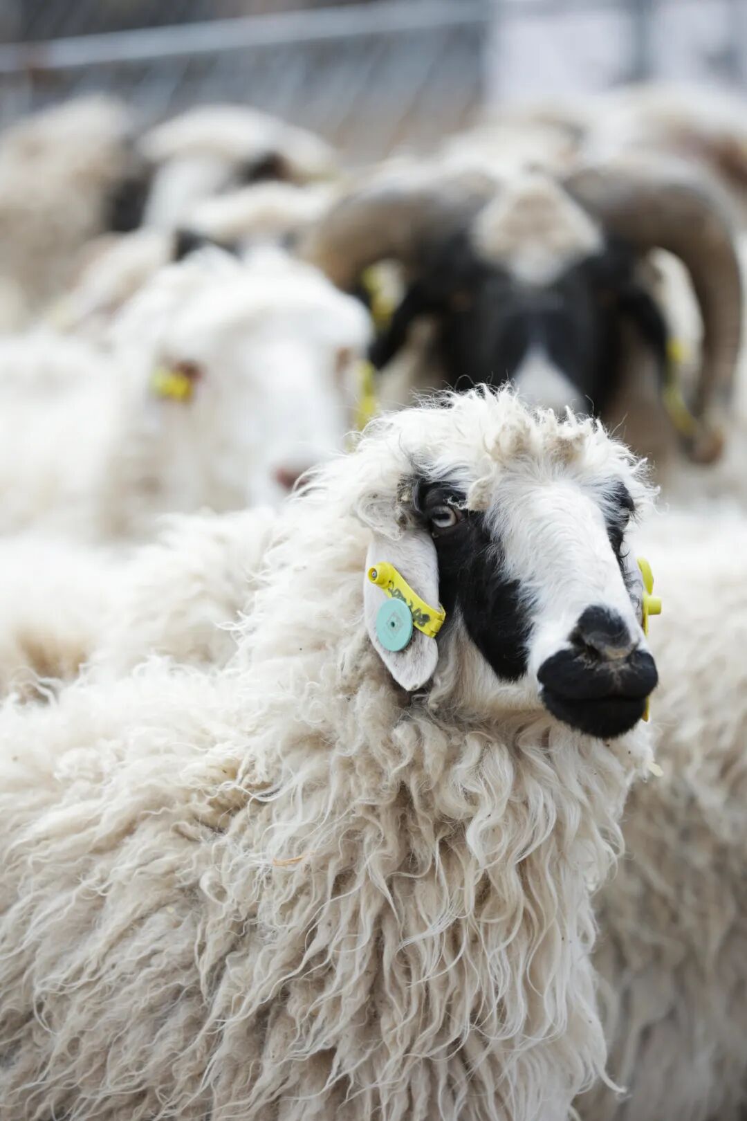 Image related to This Low-Key Northwest Town Boasts China's Best Lamb