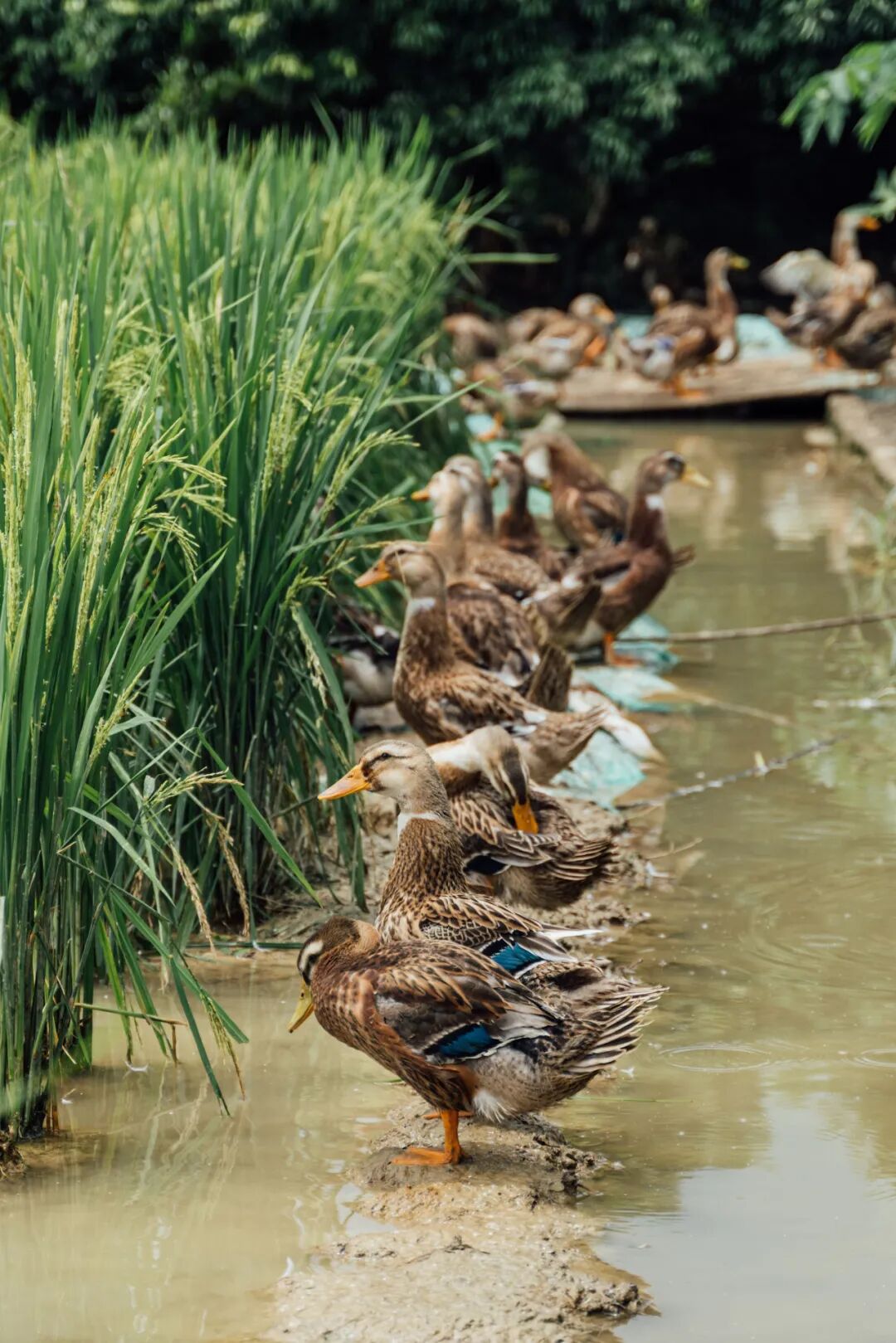 Image related to China's Spiciest Province: How Wild Can Duck Dishes Get?
