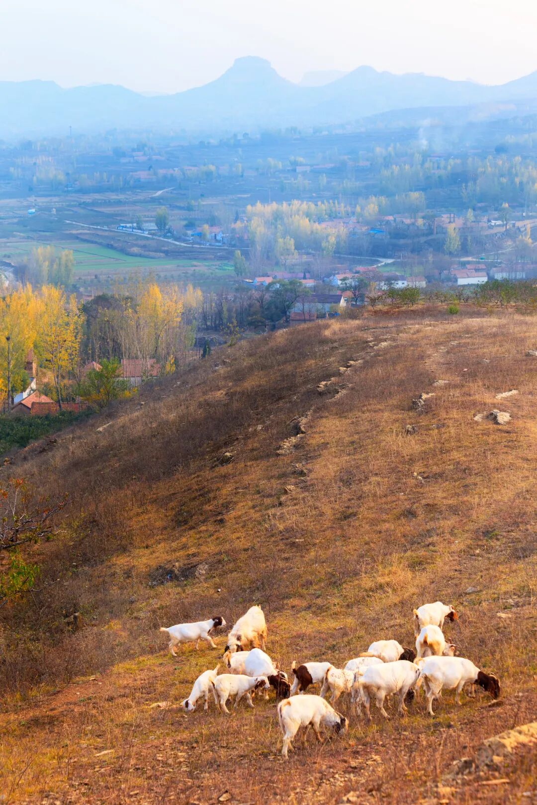 Image related to Even More Hospitable Than Shandong People Are Shandong Sheep!