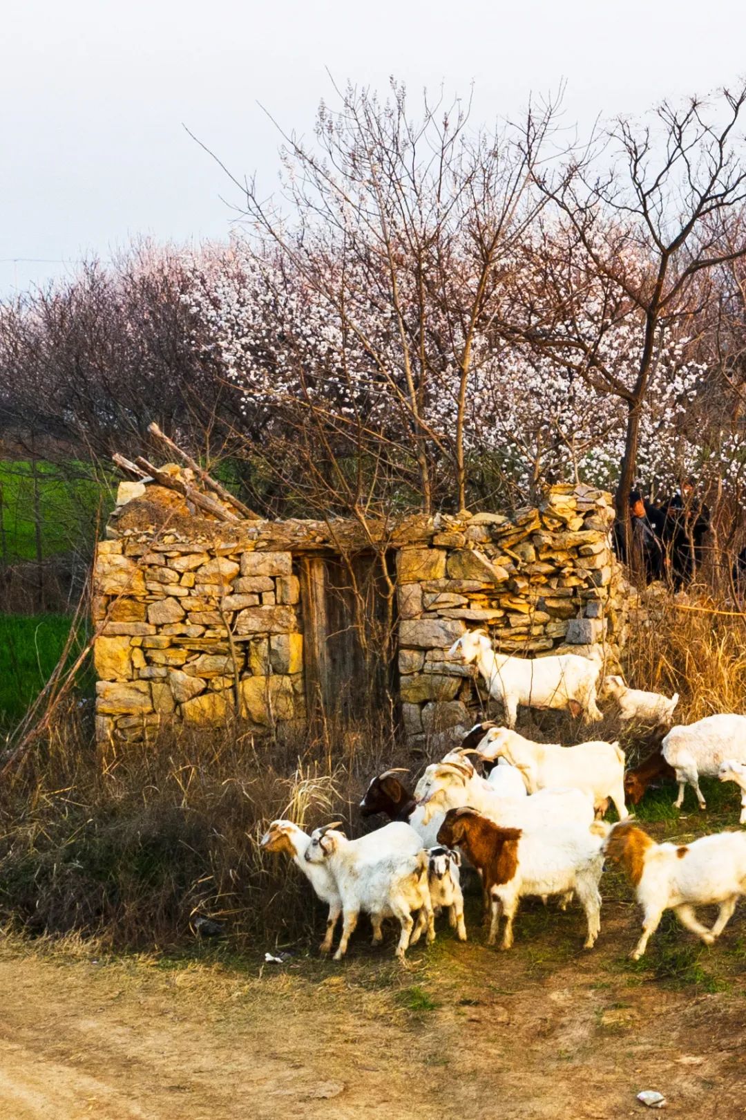 Image related to Even More Hospitable Than Shandong People Are Shandong Sheep!