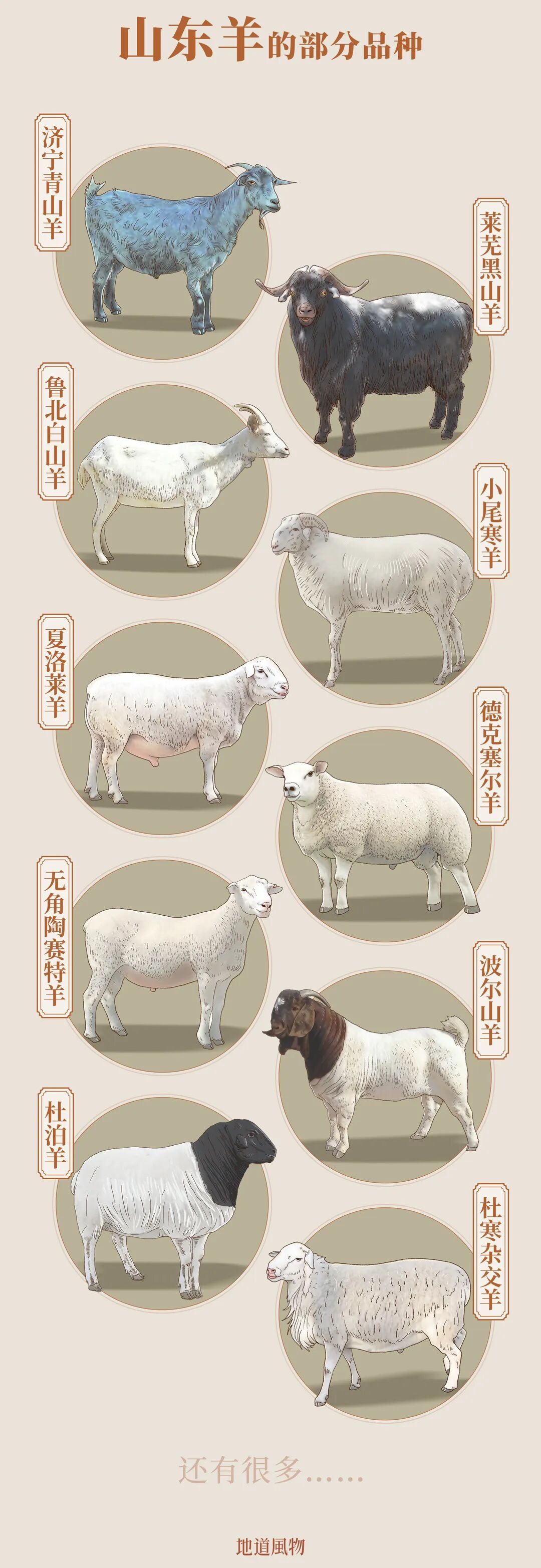 Image related to Even More Hospitable Than Shandong People Are Shandong Sheep!