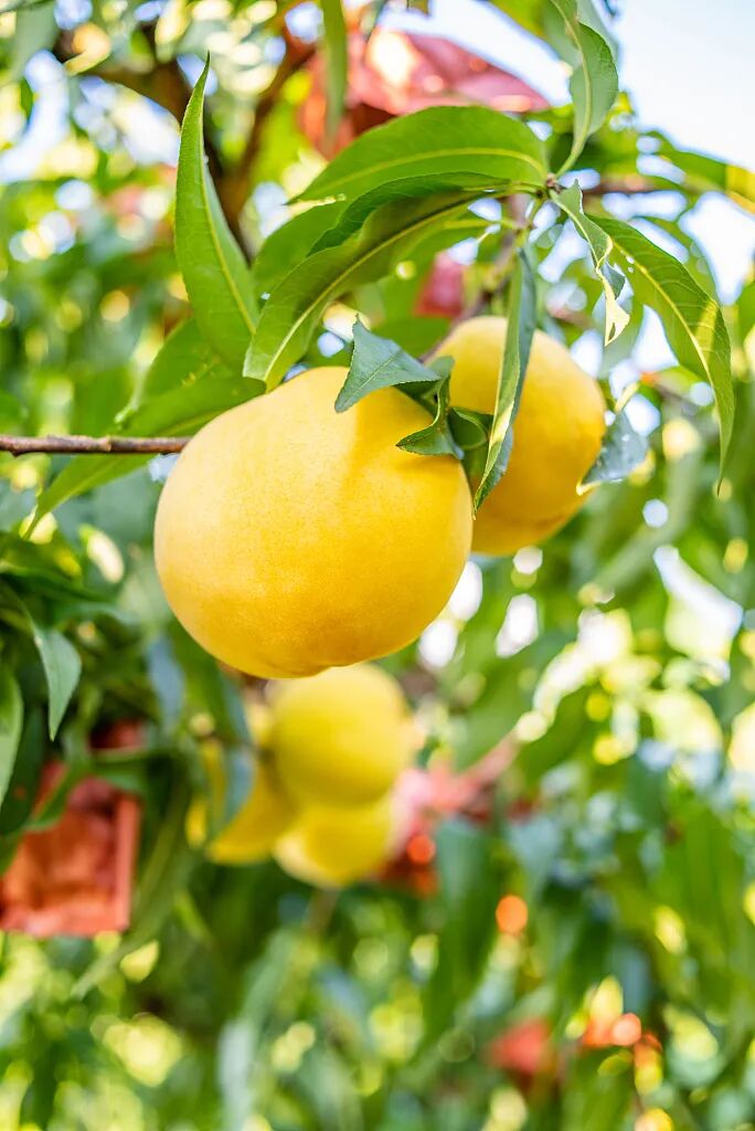 Image related to How Delicious Are Northern Peaches? Southerners Would Never Guess!