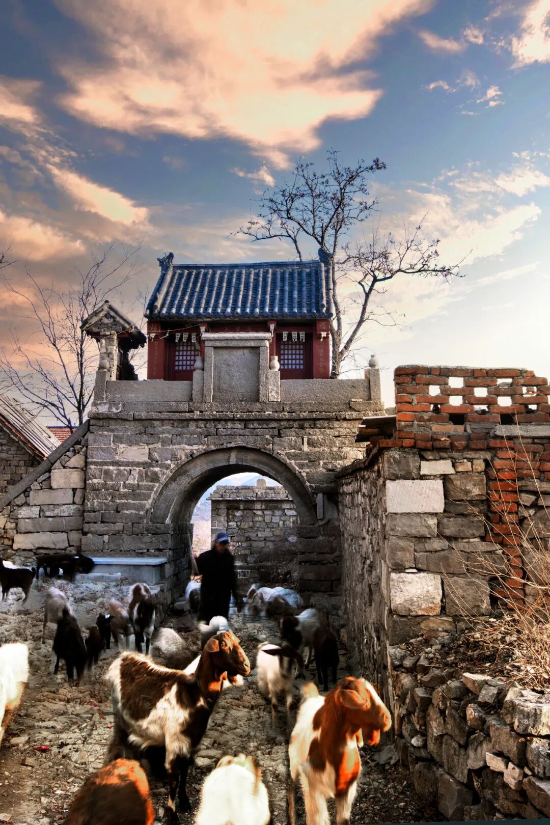 Image related to Even More Hospitable Than Shandong People Are Shandong Sheep!