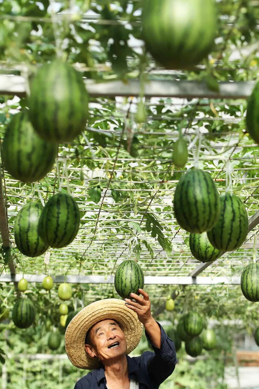 Image related to China's Ultimate Summer Fruit: 16 Billion Consumed Annually!