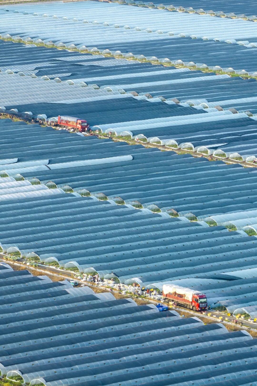 Image related to China's Ultimate Summer Fruit: 16 Billion Consumed Annually!