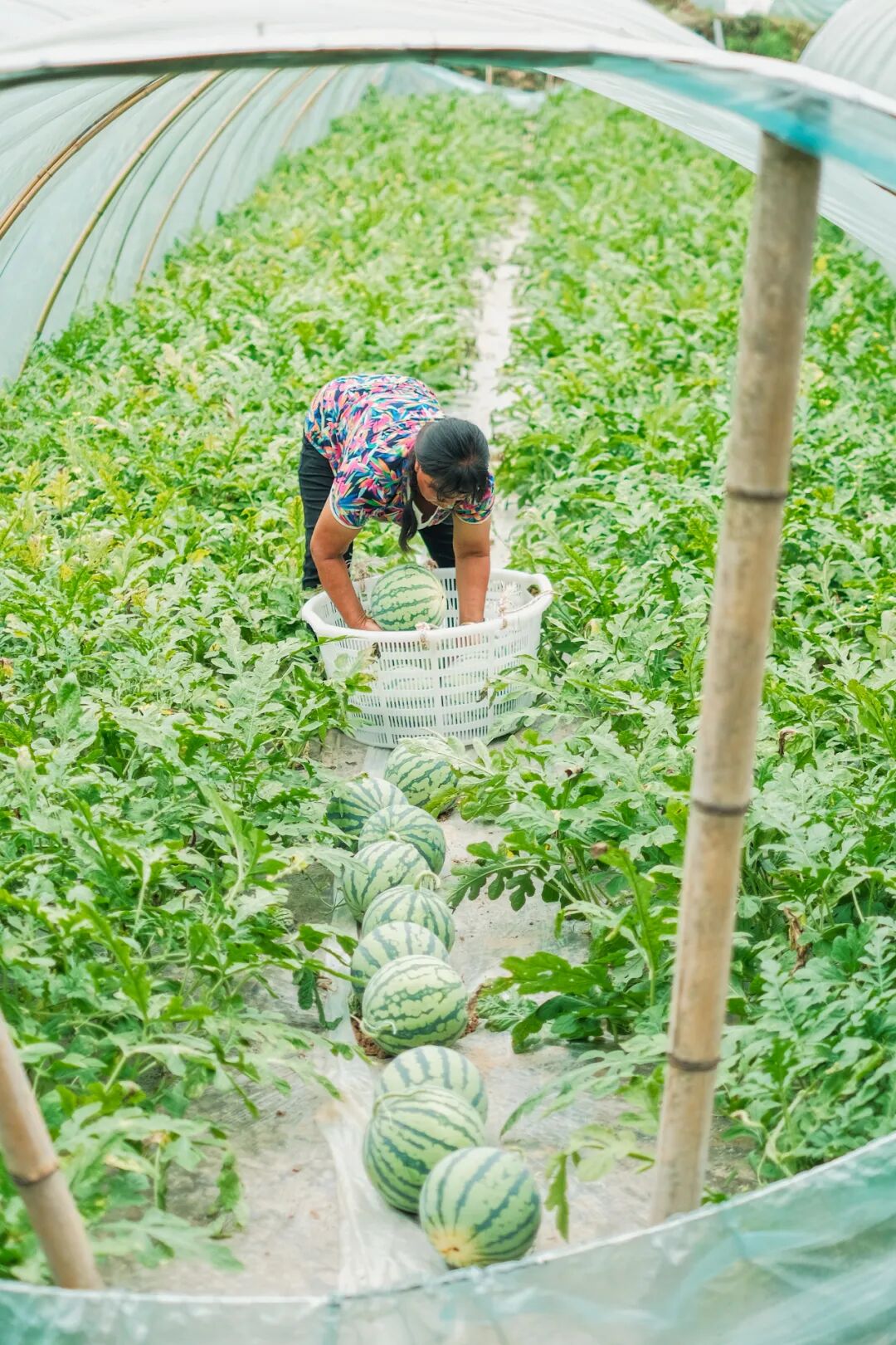 Image related to China's Ultimate Summer Fruit: 16 Billion Consumed Annually!