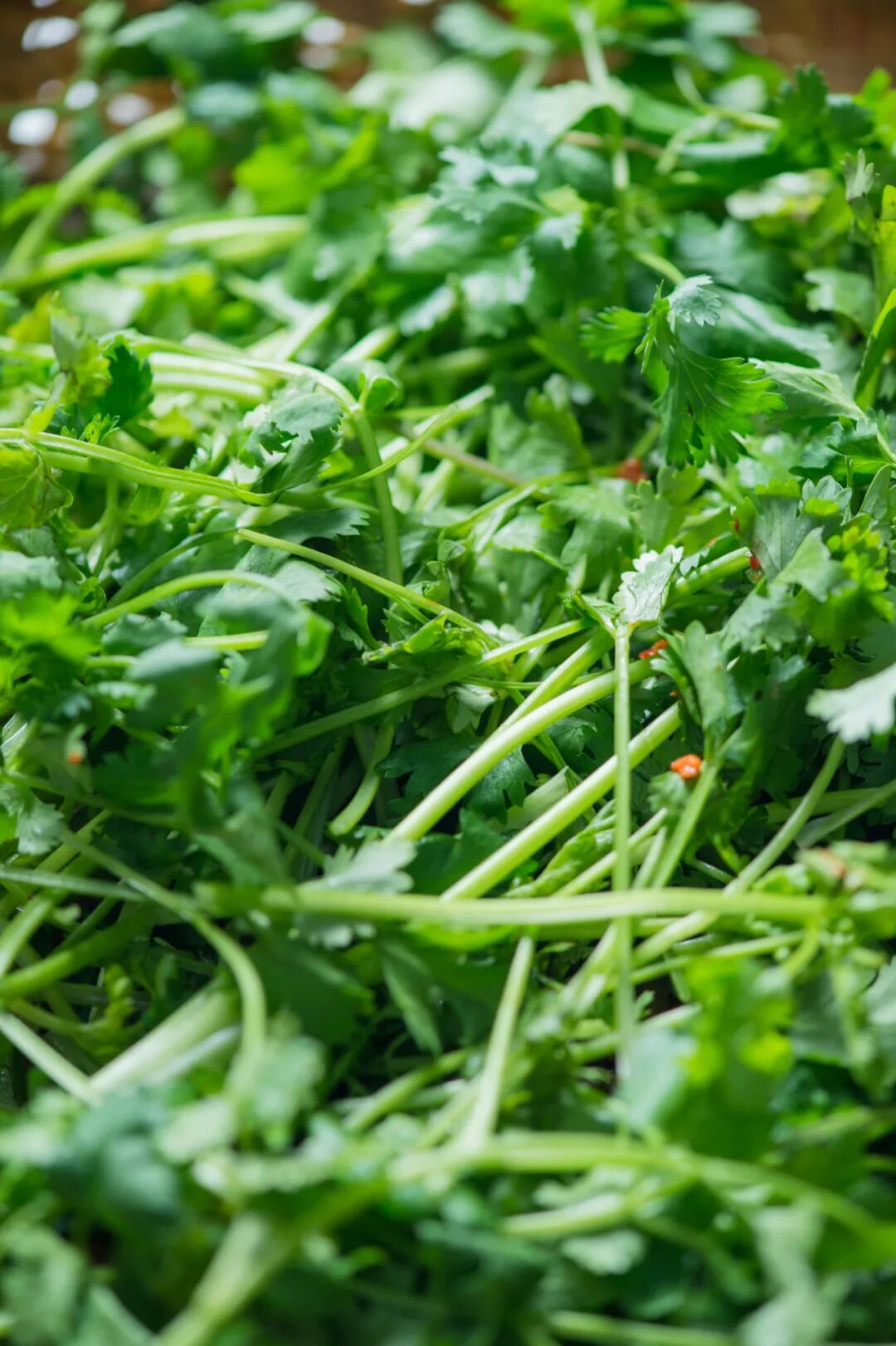 Image related to This Chinese Province Reigns Supreme in Cilantro Consumption – Second Place Doesn't Even Come Close!