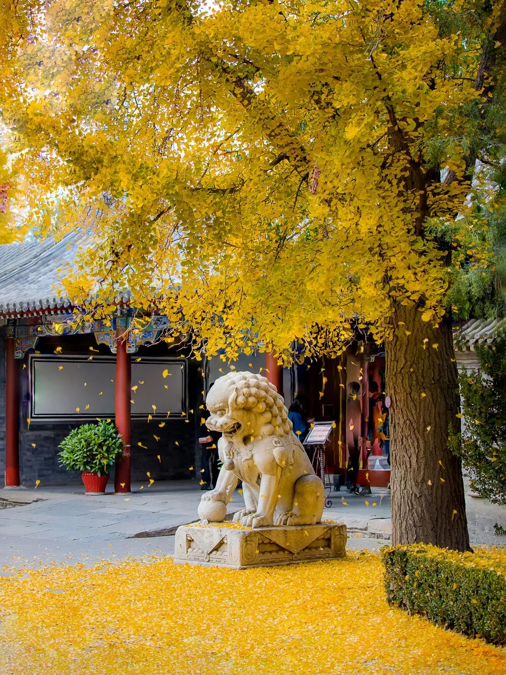 Image related to Tsinghua University: Where Campus Wonders Come Alive!