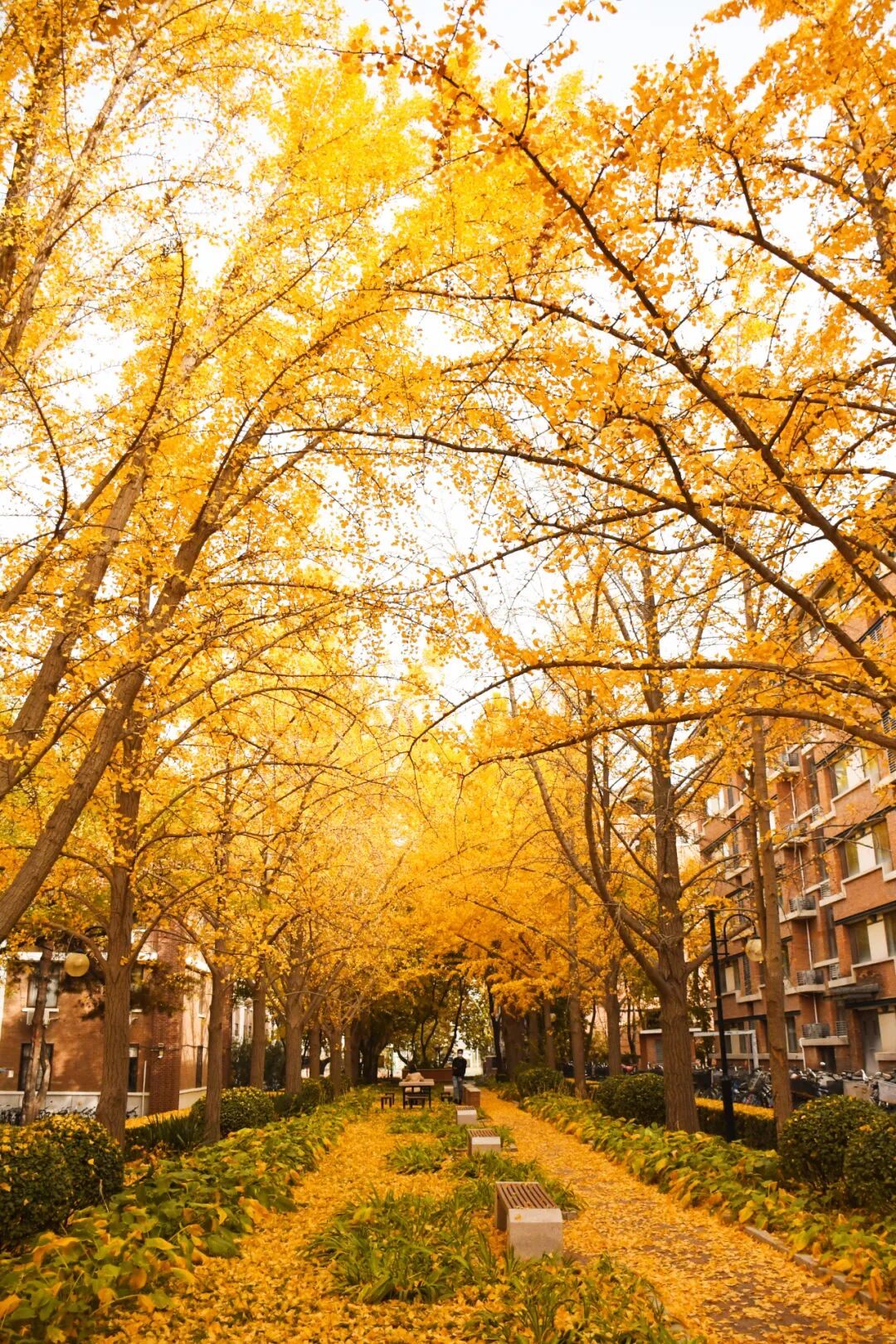 Image related to Tsinghua University: Where Campus Wonders Come Alive!