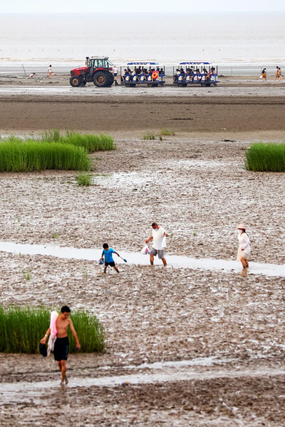 Image related to Discover Jiangsu's Hidden Seafood Paradise: All-You-Can-Eat Clams and Mud Snails from the Tidal Flats!