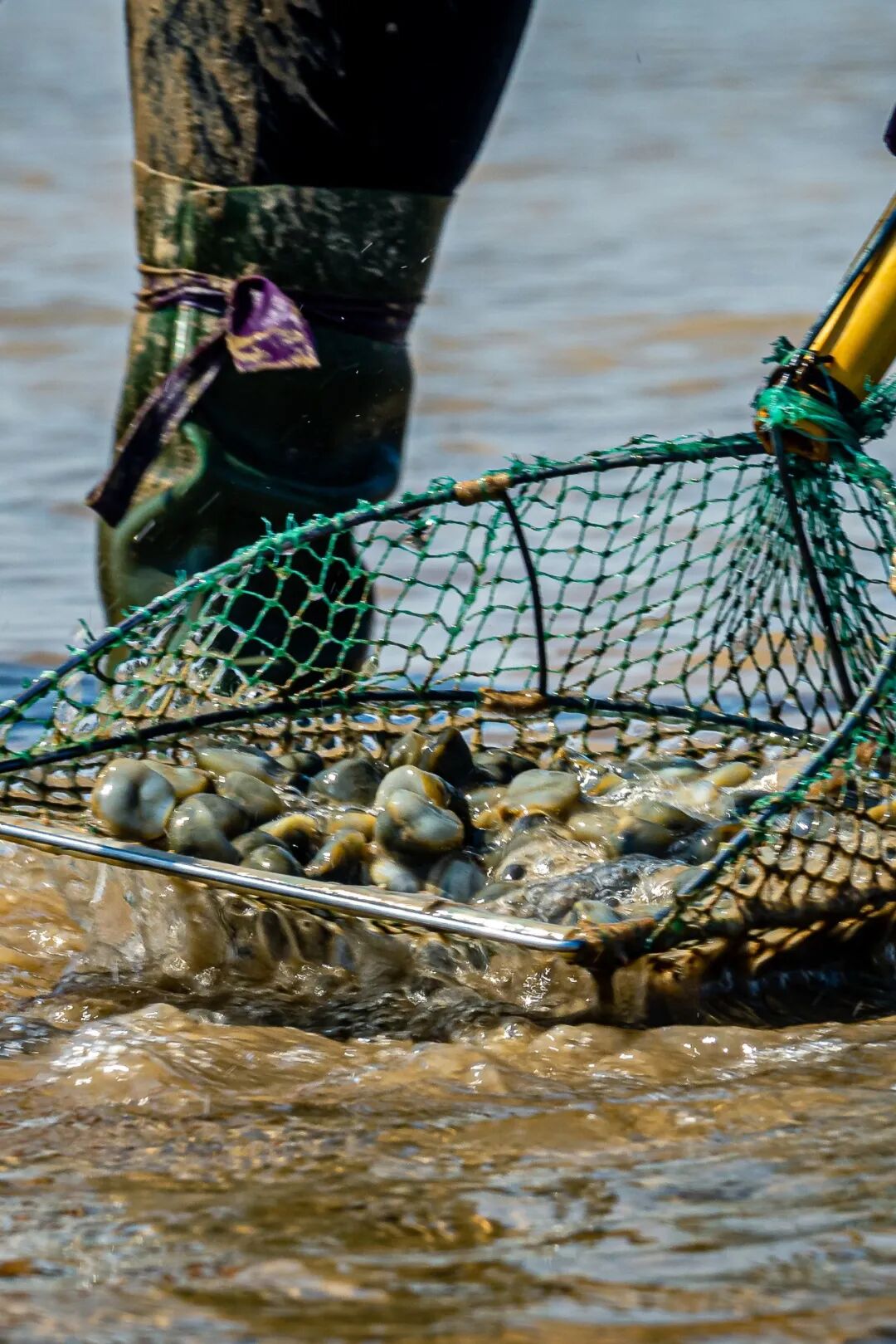 Image related to Discover Jiangsu's Hidden Seafood Paradise: All-You-Can-Eat Clams and Mud Snails from the Tidal Flats!
