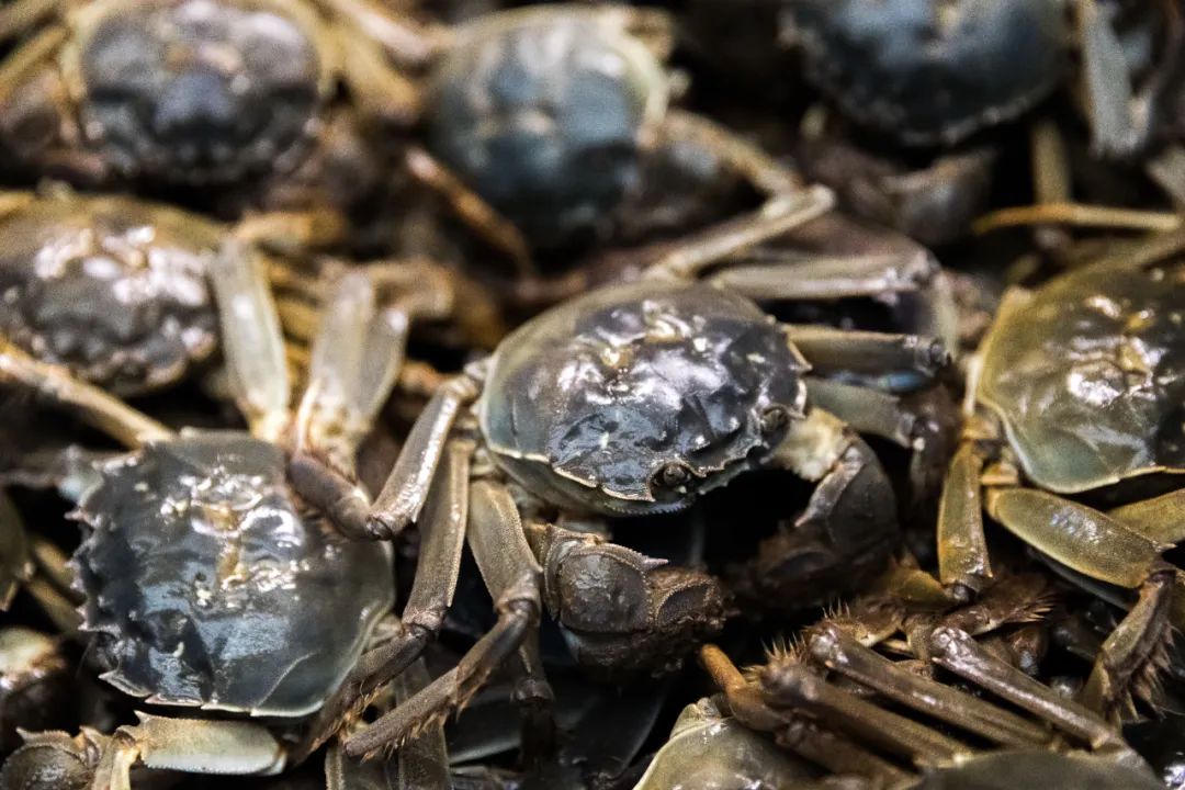 Image related to The Most Overlooked City in Jiangsu: How Does Its Spring Delicacies Outshine Yangzhou and Suzhou?